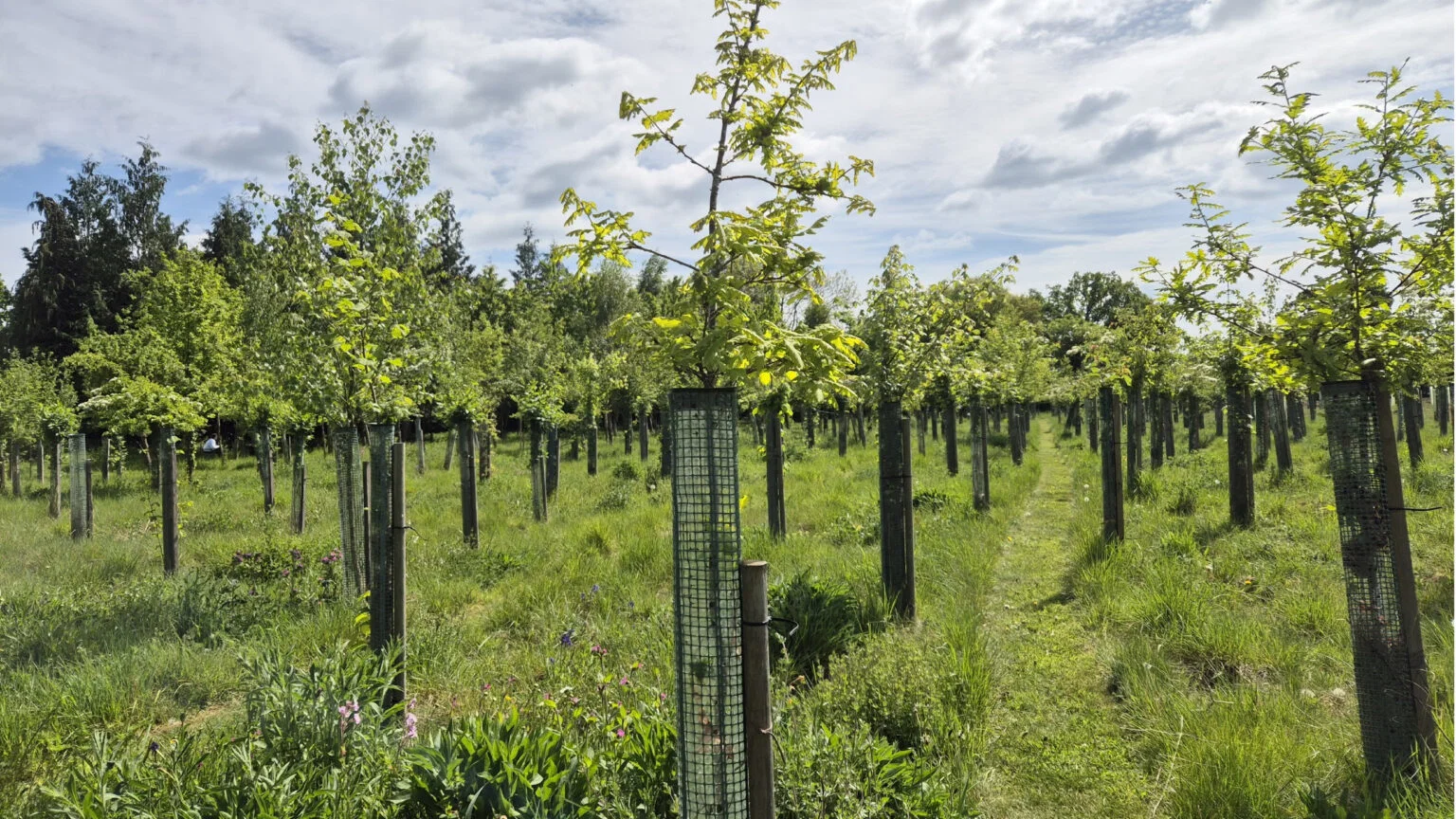 Rijen jonge eiken in beschermhulzen boven het gras op natuurbegraafplaats Henley-on-Thames