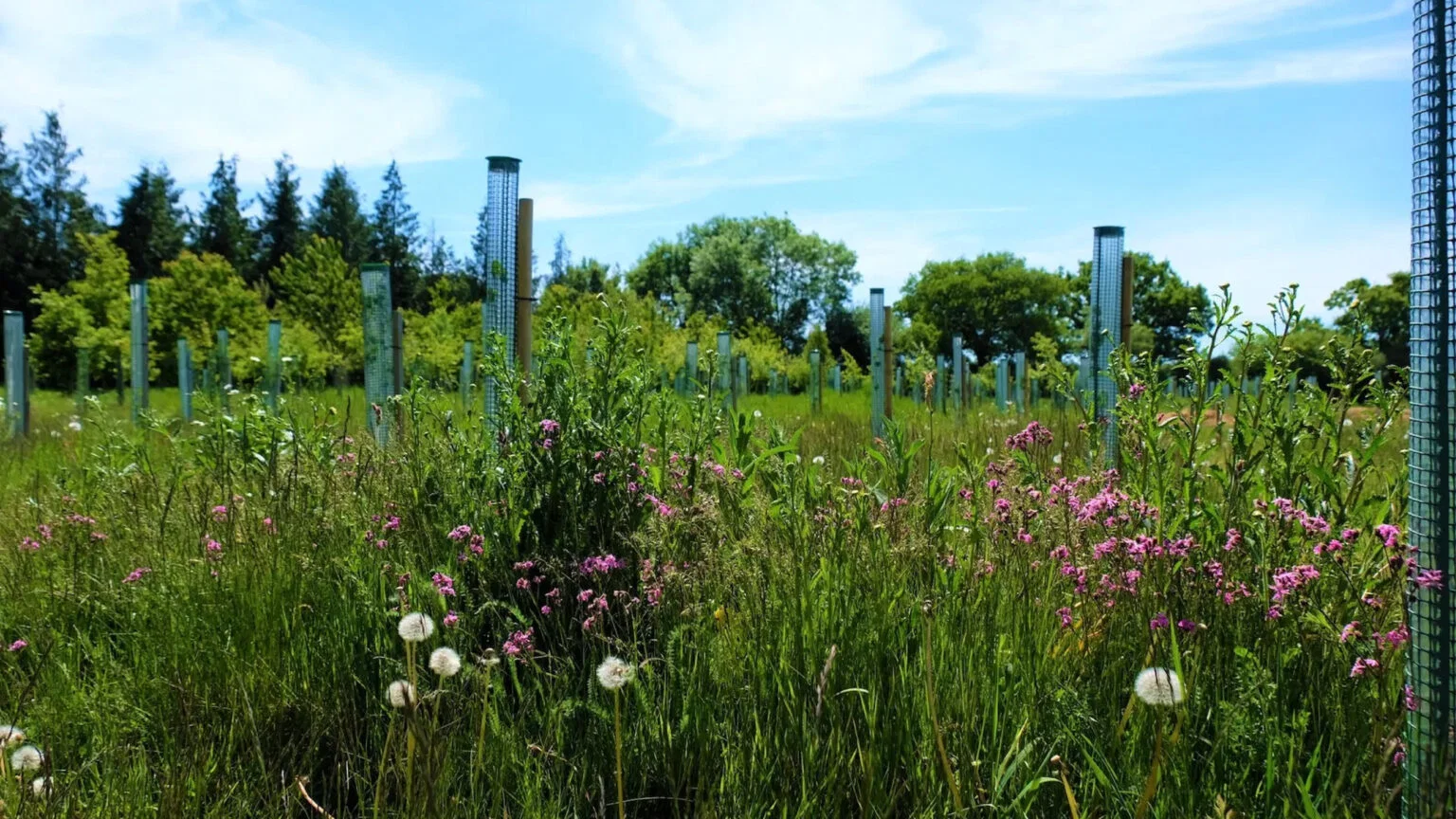 Bloemrijk grasland met jonge bomen in beschermhulzen op natuurbegraafplaats Henley-on-Thames