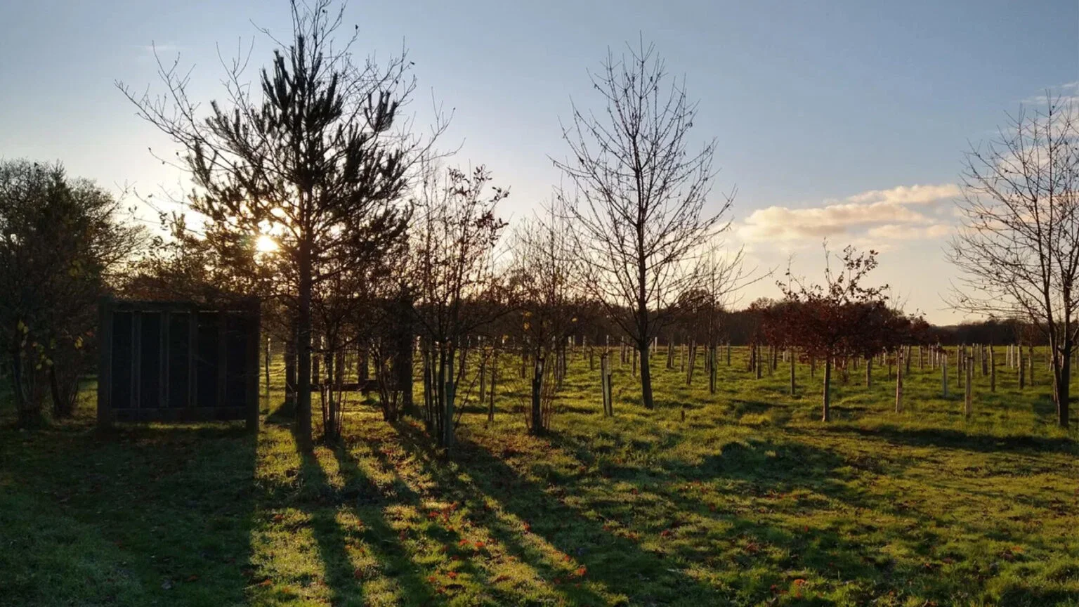 Jong aangeplant loofbos in tegenlicht met een houten schuilhut in het gras