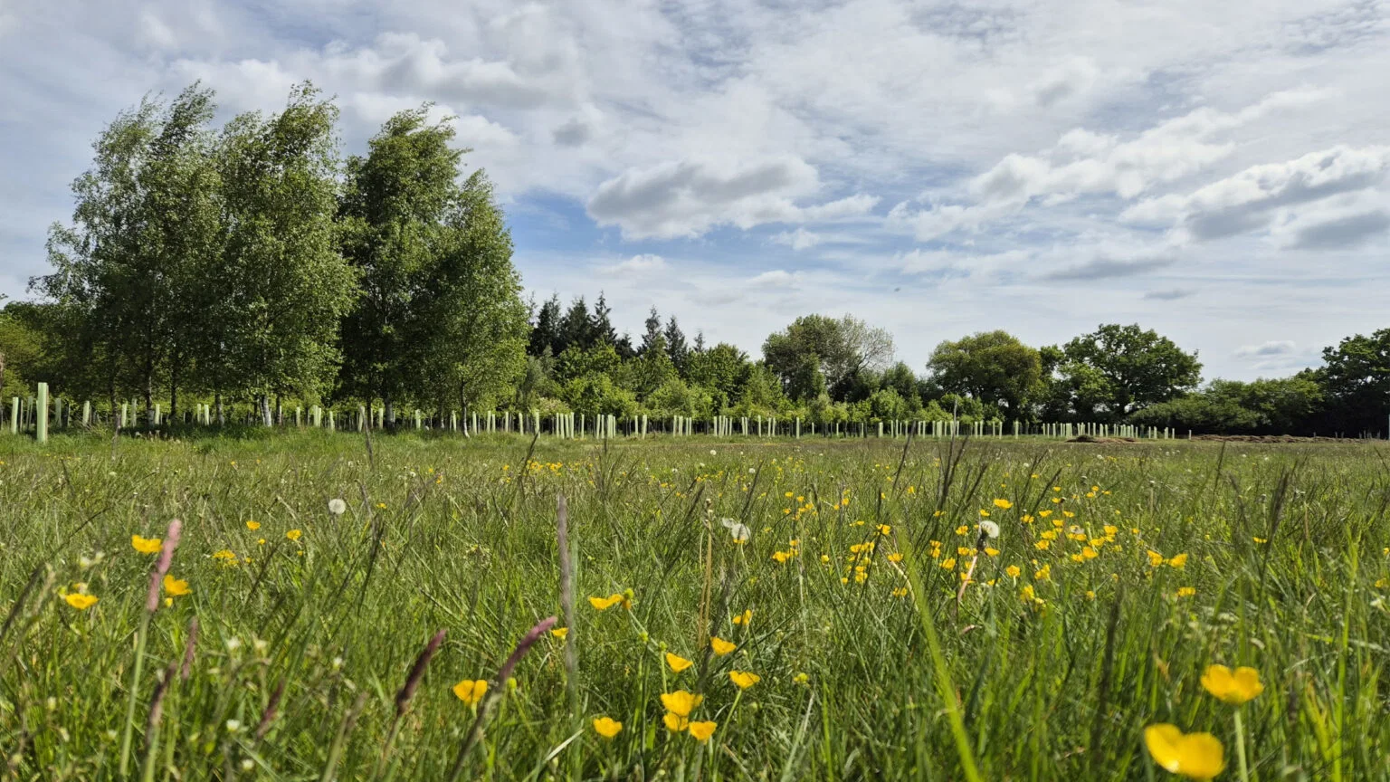 Boterbloemenweide met op de achtergrond een rij jonge bomen in beschermhulzen, Henley-on-Thames