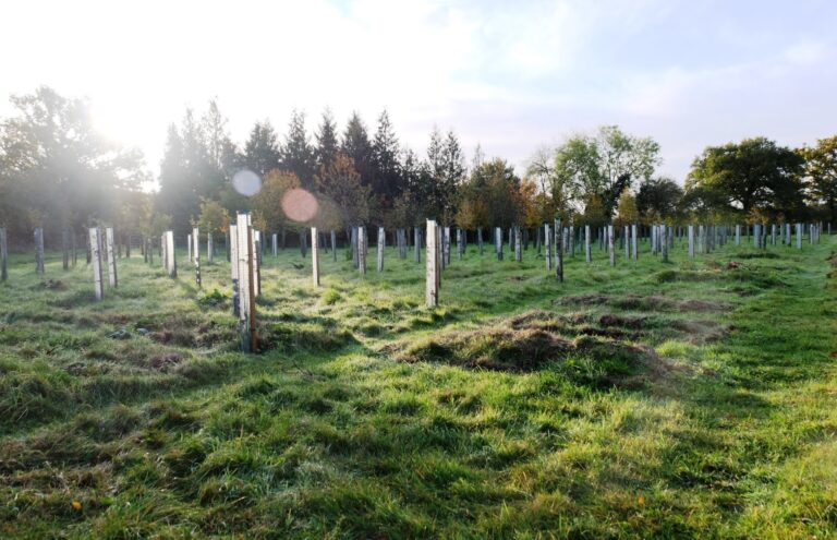 Rijen jonge bomen in beschermhulzen in tegenlicht op een herfstochtend, Henley-on-Thames