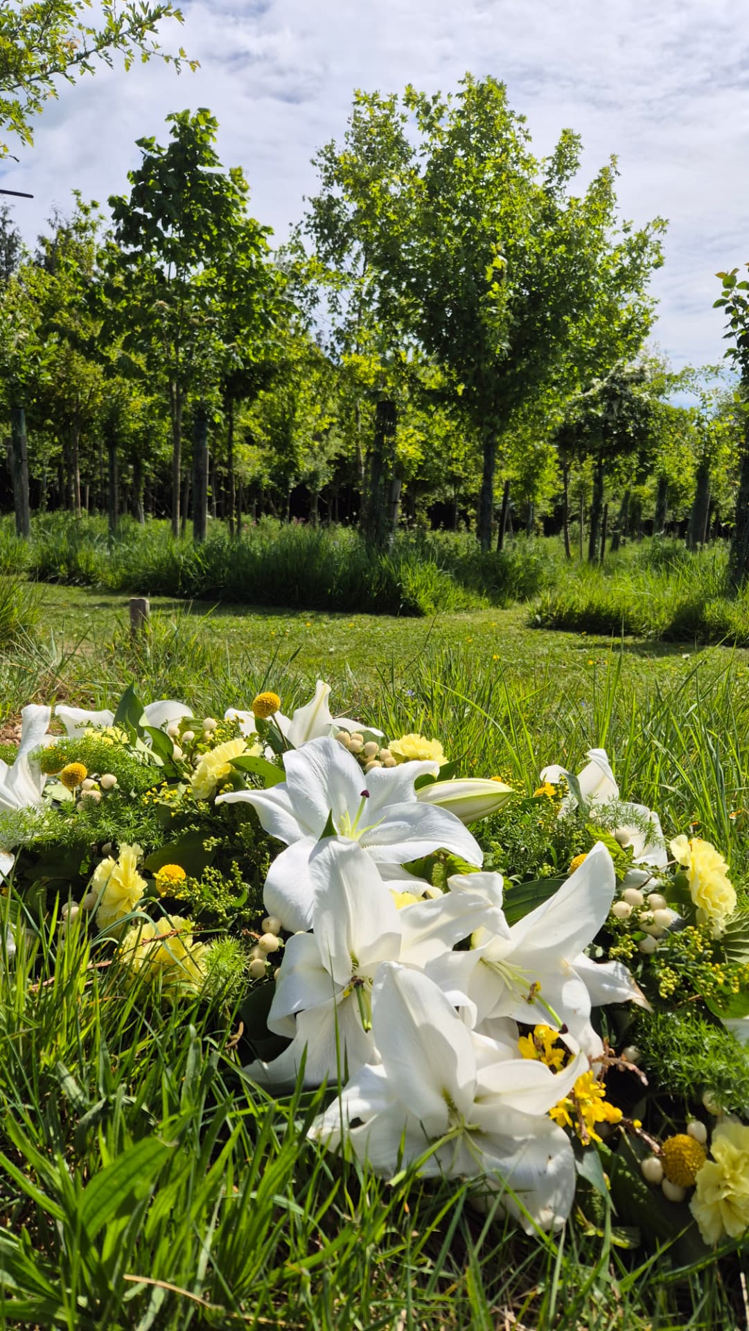 Witte lelies in het gras met rijen jonge bomen op de achtergrond op natuurbegraafplaats Cardiff