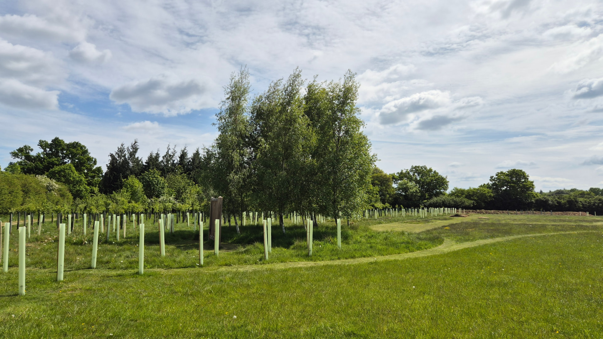 Aanplant van jonge berken met beschermhulzen in een bloemrijk grasland op natuurbegraafplaats Cardiff