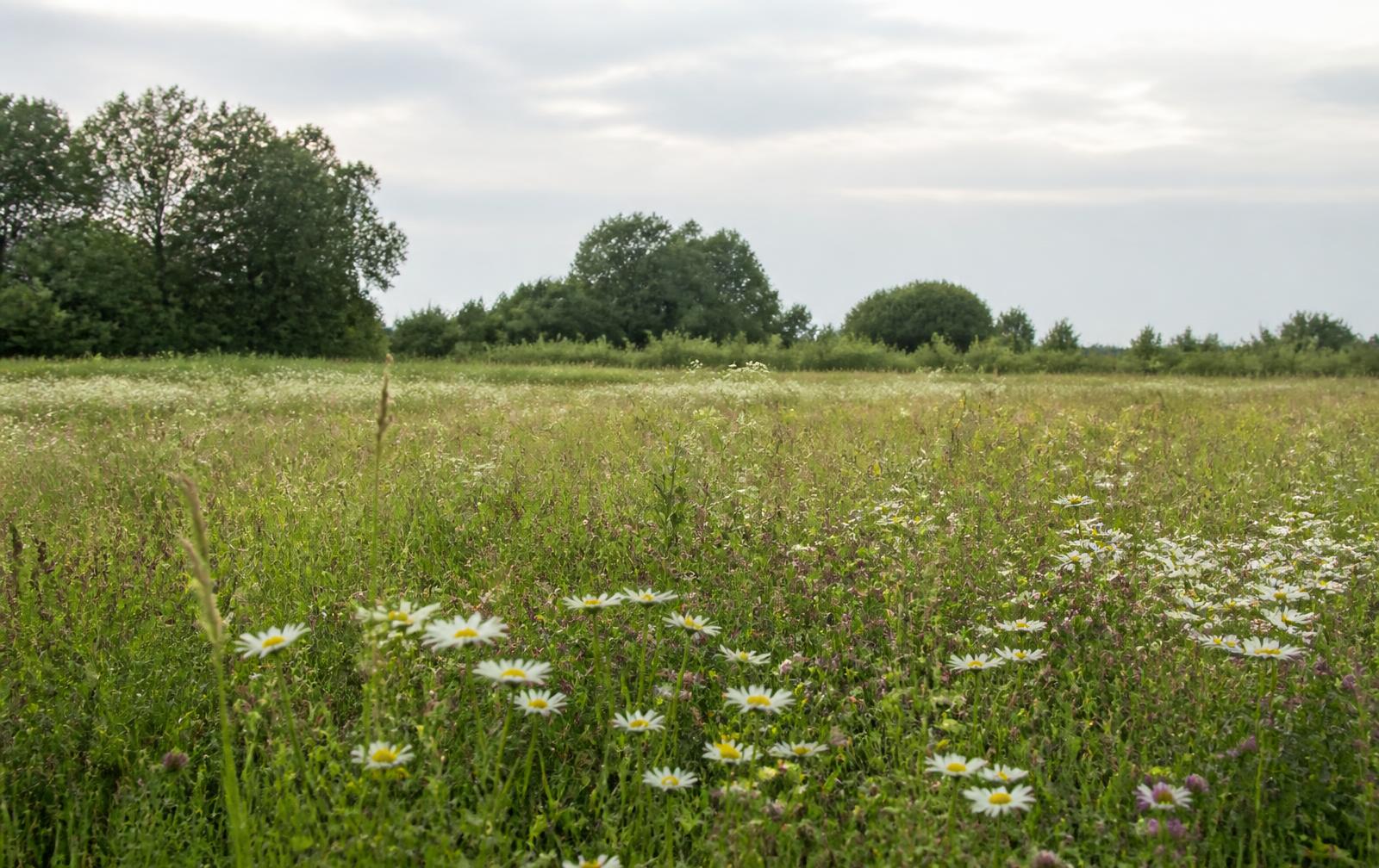 Bloemenweide met margrieten, klaver en grassen voor een bosrand