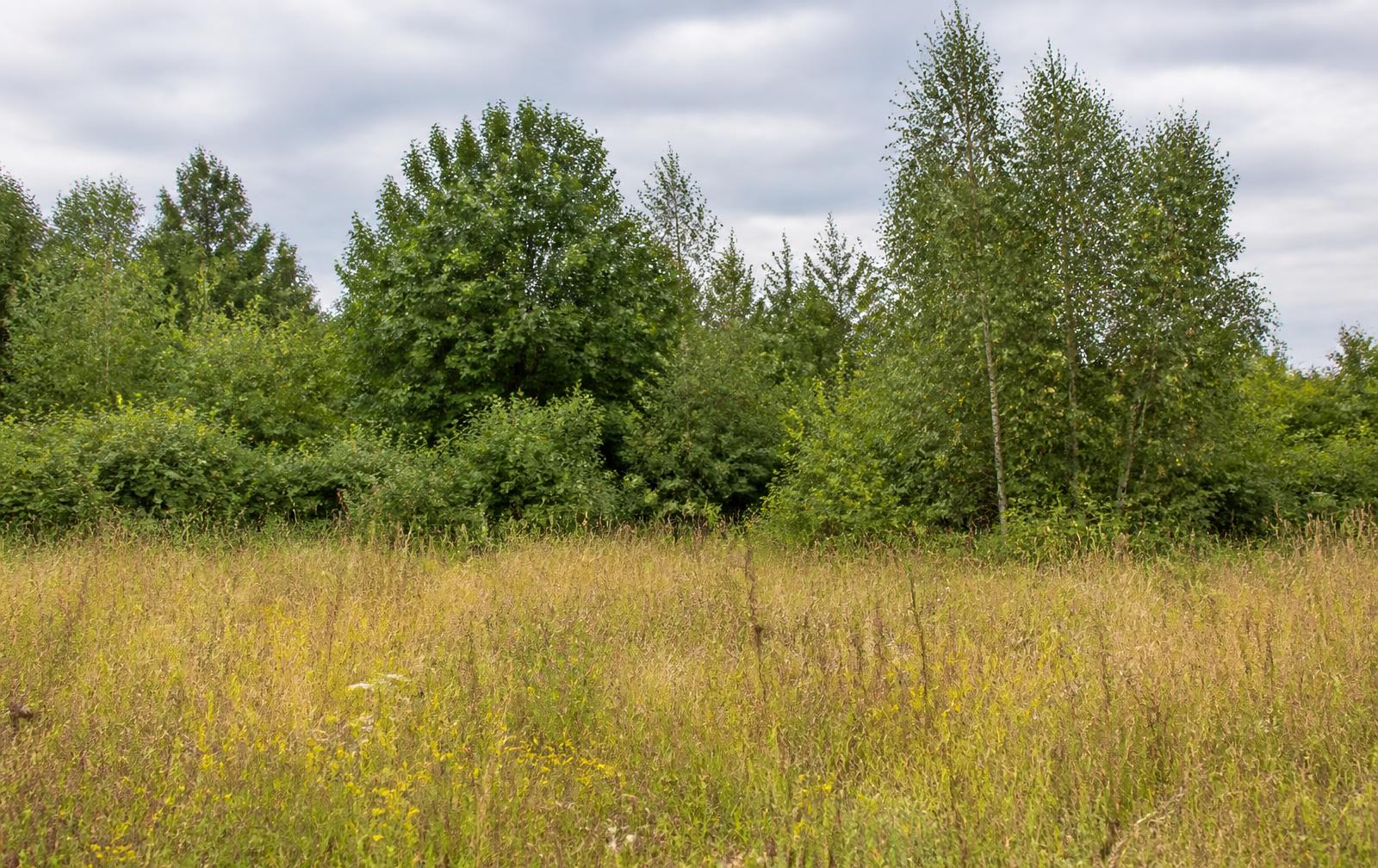Overgang van bloemrijk grasland naar een jonge bosrand met eiken, berken en hazelaar