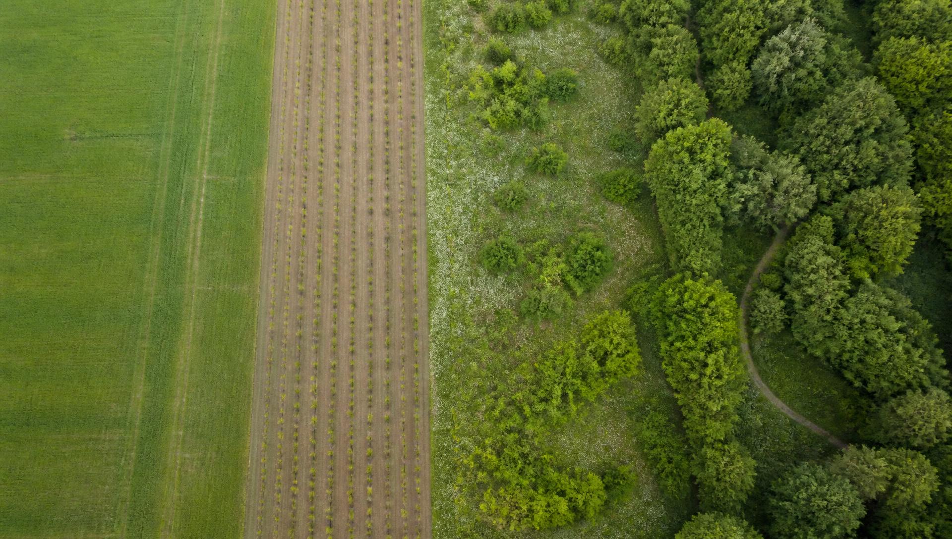 Bovenaanzicht van een perceel dat gefaseerd overgaat van grasland naar aanplant, jonge natuur en volwassen loofbos
