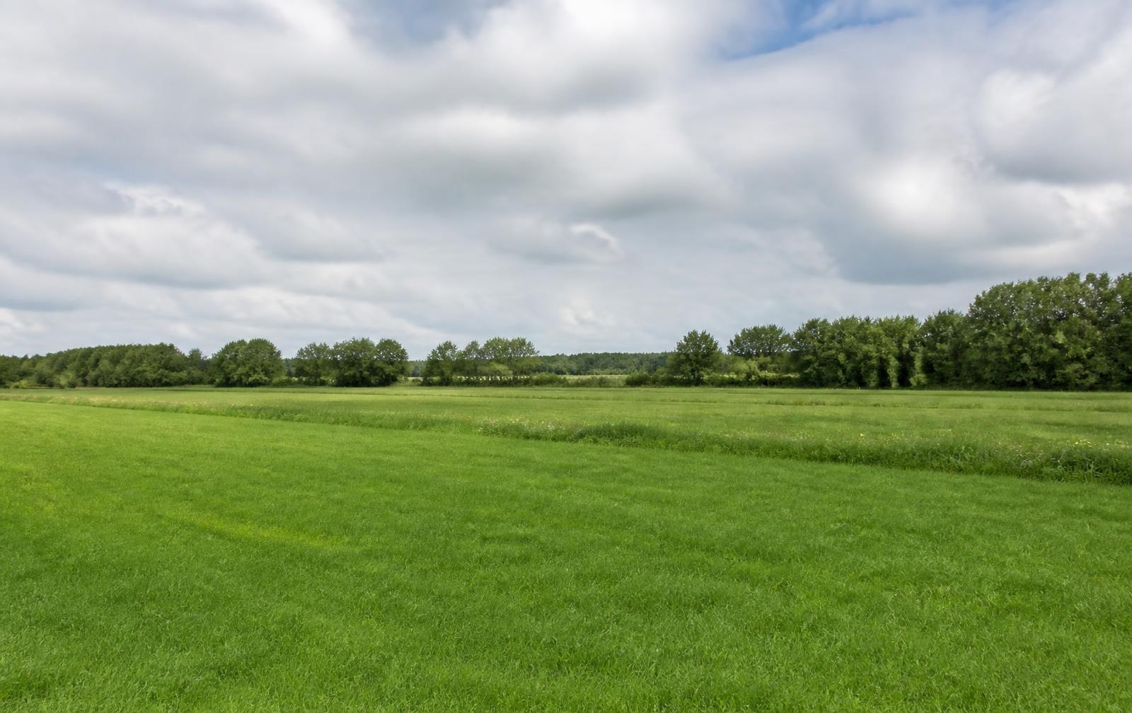 Vlak Nederlands weiland met bomenrijen en houtwallen langs de perceelranden